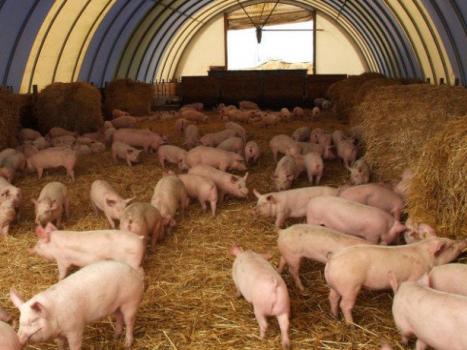 Бизнес на поросятах в домашних условиях