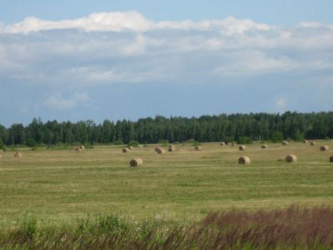 Сельскохозяйственный бизнес: идеи