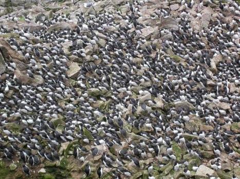 Морская птица с неумным названием